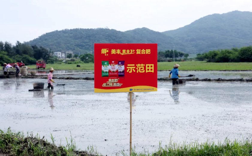 南方農(nóng)村報(bào)：美豐發(fā)力，陽江寶藏“明珠”豐收更輕松